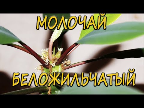 Видео: Молочай беложильчатый. [Надежда и Мир]