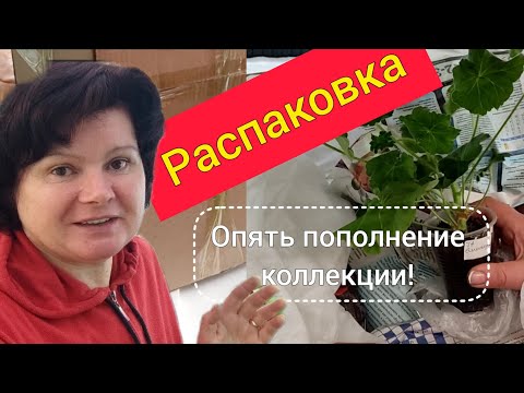 Видео: ПЕЛАРГОНИИ. Новые сорта сразу черенкую.