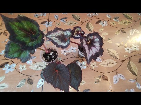 Видео: Бегонии Наташи Е. и другие