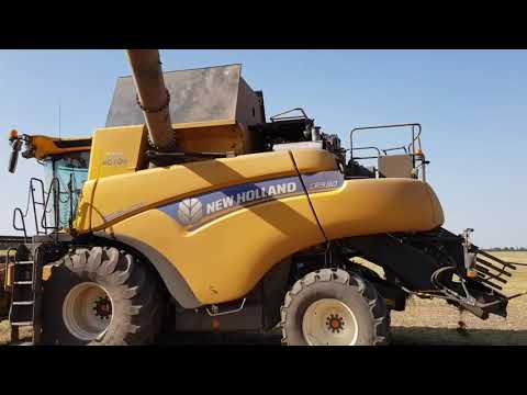 Видео: Выращивание нута. No-till 28.08.2018. Уборка нута , очистка и фасовка