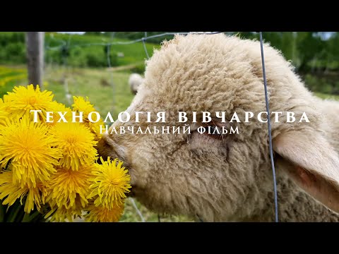 Видео: 🇺🇦 Технологія вівчарства / Все про вівці / Науковий фільм