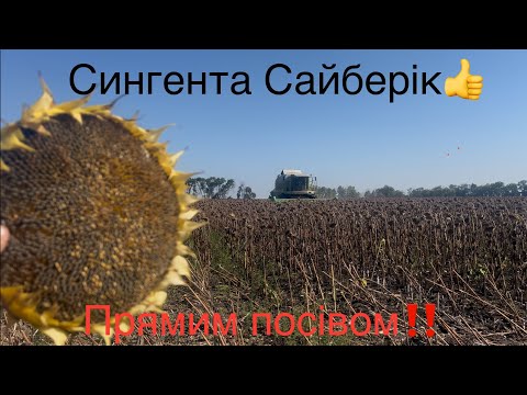 Видео: Сингента 🌻 Сайберік прямим посівом‼️По нулю краще ніж по оранці❓Олійність 51-52😱