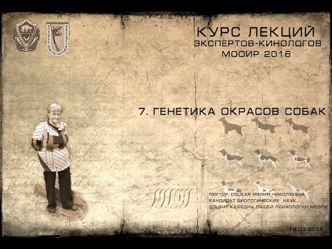 Видео: Лекция 7. Генетика окрасов. (Курсы экспертов-кинологов МООиР 2016)