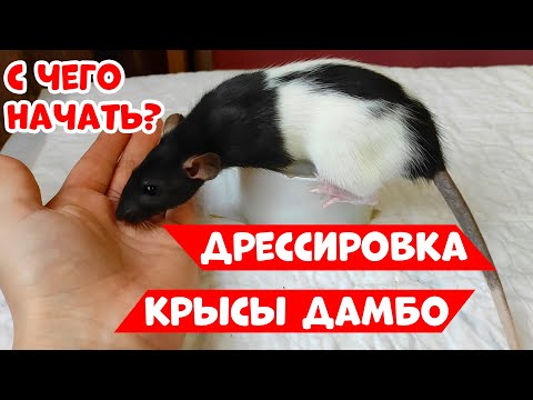 Видео: ДРЕССИРОВКА КРЫСЫ ДАМБО | С ЧЕГО НАЧАТЬ?