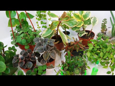 Видео: Комнатные цветы в феврале/ Мои пеперомии