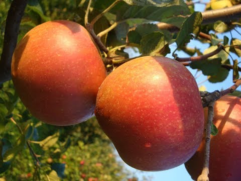 Видео: Лучшие сорта яблок. Прогулка по саду продолжение часть 3