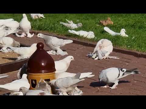 Видео: голуби Подольска Василич т.909 631 25 31