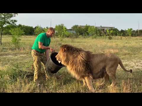 Видео: Мы выпускаем ЛЬВА МАРСЕЛЯ , а лев Филя таскает мясо из машинки ! Russian Lion man !