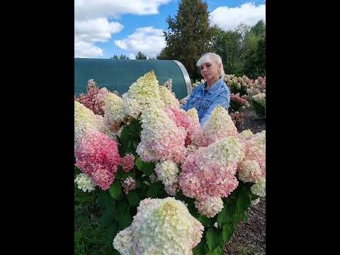 Видео: Осень 2025 🌸🌸🌸