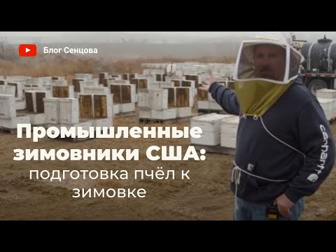 Видео: Тысячи пчелосемей+ Промышленные зимовники США: подготовка пчел к зимовке
