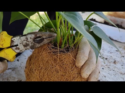 Видео: LINDA Idea с КОКОСОВЫМ ВОЛОКНОМ и сделать красивый антуриум КОКЕДАМА