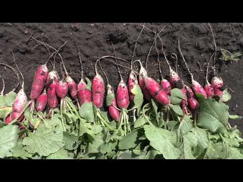 Видео: Урожай редиски сортов ФРАНЦУЗСКИЙ ЗАВТРАК, 18 ДНЕЙ и САКСА.