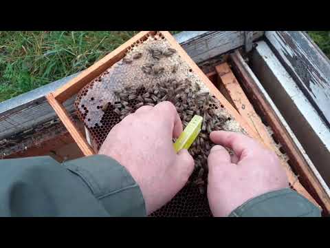 Видео: ПОКАЗЫВАЮ  СОВЕТУЮ= СОХРАНЯЮ МАТОЧЕК ДО ВЕСНЫ