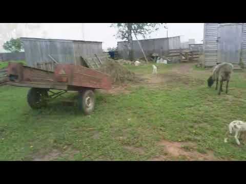 Видео: Адская пастьба ! приучаем овец к выпасу .