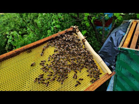 Видео: ПОЙМАЛ ПЕРВЫЙ РОЙ ПЧЕЛ 2023 !!!