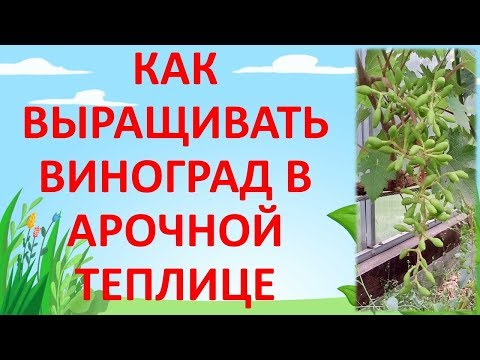 Видео: ШПАЛЕРА ДЛЯ ВИНОГРАДА В ТЕПЛИЦЕ. Как выращивать виноград в теплице.