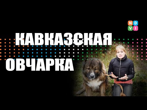 Видео: ЗНАКОМСТВА. КАВКАЗСКАЯ ОВЧАРКА