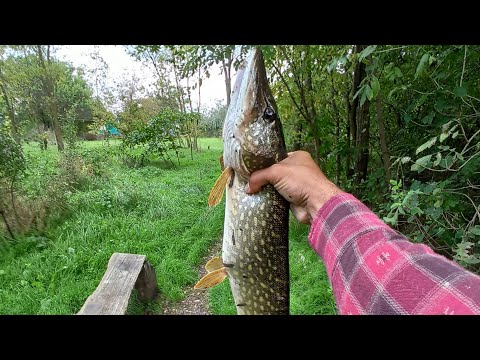 Видео: Жор щуки в небольшом водоеме. Ловля на Уокер.