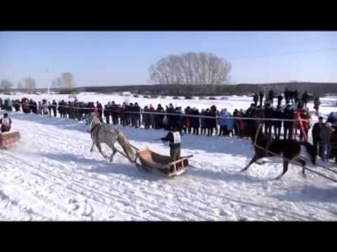 Видео: КОННЫЕ БЕГА В ШУШЕНСКОМ