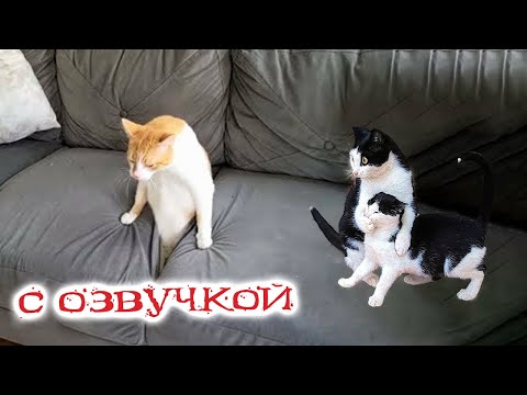 Видео: Приколы с котами! Смешные коты С ОЗВУЧКОЙ! Самые Смешные животные!