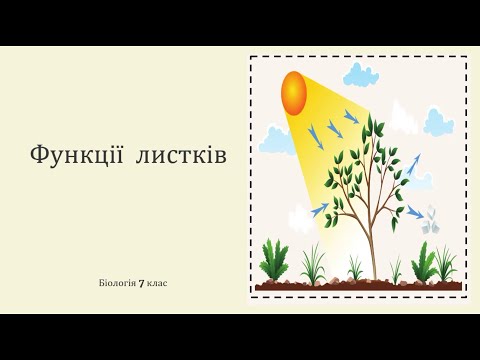 Видео: Основні функції листків