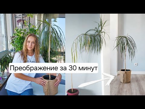 Видео: 🟣🟢  ПОЧЕМУ ДРАЦЕНА ВЫРОСЛА НЕКРАСИВОЙ?/Эксперимент/ ПРЕОБРАЖЕНИЕ/ Сама сделала горшок