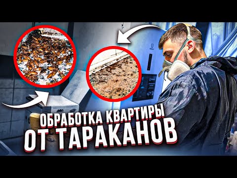 Видео: Обработка квартиры от тараканов | Высокое заражение
