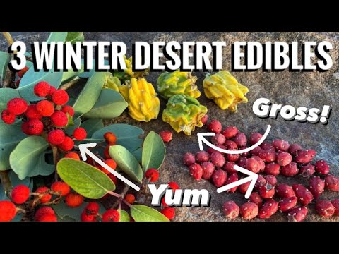 Видео: Еда для выживания в пустыне зимой