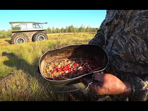 Видео: Пихтовка - Шегарка - Икса