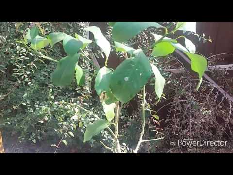 Видео: Лимон. Формировка. Обрезка. Размножение черенкованием.