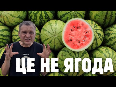Видео: Звідки походять кавуни, чому вони жовті, безнасінні та кубічні