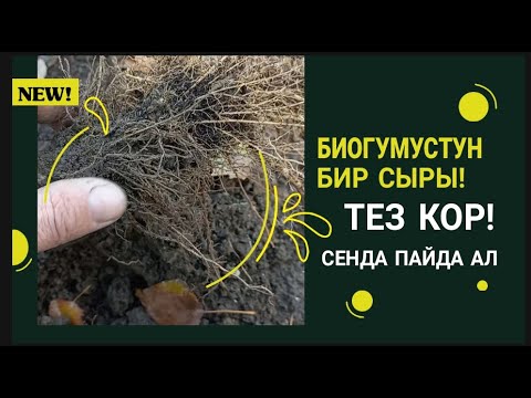 Видео: СООЛЖАН ТУУРАЛУУ КЫЗЫК ВИДЕО/ЭЧ КИМ МЫНДАЙДЫ АЙТА ЭЛЕК.
