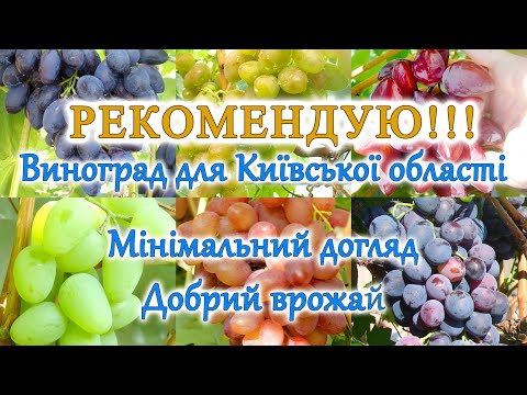 Видео: Врожай винограду на Київщині