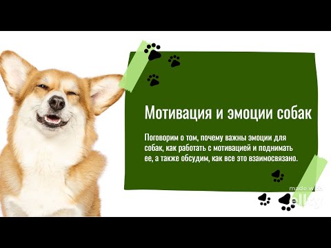 Видео: МОТИВАЦИЯ И ЭМОЦИИ СОБАК| Что это и почему это важно?