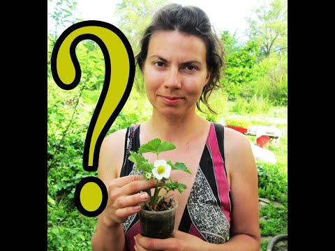 Видео: Земклуника КУПЧИХА. Ответы на вопросы по уходу за культурой. Как выглядят наши саженцы.
