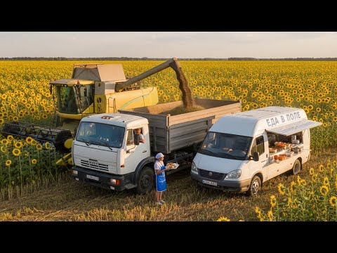 Видео: ЖИЗНЬ В ПОЛЕ🌻: Покатали на Комбайне и накормили за 300 р... Камаз зерновоз