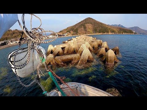 Видео: Полный рыбы ⁉︎ Я поставил сеть на Тетрапод.