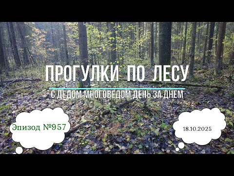 Видео: Прогулки по лесу. День за днем с дедом Многоведом. 18 октября 2025г. Эпизод 957.