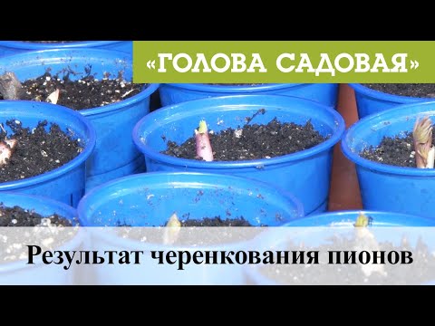 Видео: Голова садовая - Результат черенкования пионов