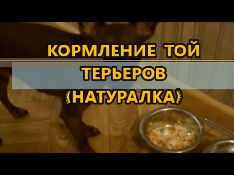 Видео: Кормление той терьеров (натуралка)