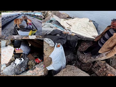 Видео: Бездомный человек, который поселился в убежище, построенном для защиты уличных кошек.