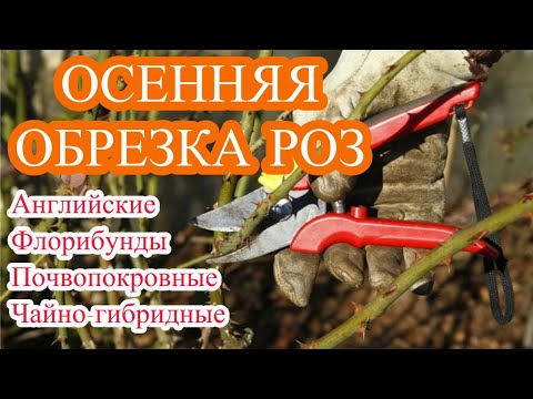 Видео: ГОТОВИМ РОЗЫ К ЗИМЕ. Часть роз укрою, а часть закидаю снегом.