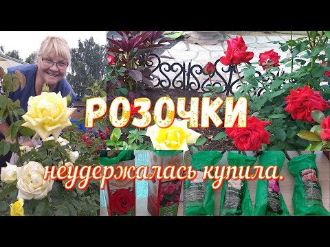 Видео: И вновь прикупила саженцы роз.