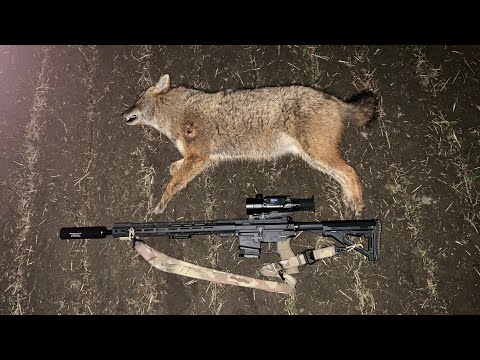 Видео: Лунная ночь охоты на шакала в Волгоградских степях. Прицел Sytong XM06-50LRF.
