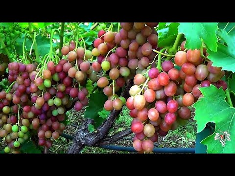 Видео: Виноград Ливия. Сорт селекции Загорулько В.В.