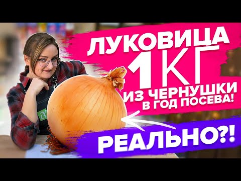 Видео: КАК ВЫРАСТИТЬ КРУПНЫЙ ЛУК ИЗ СЕМЯН!? КОГДА СЕЯТЬ ЭКСИБИШН