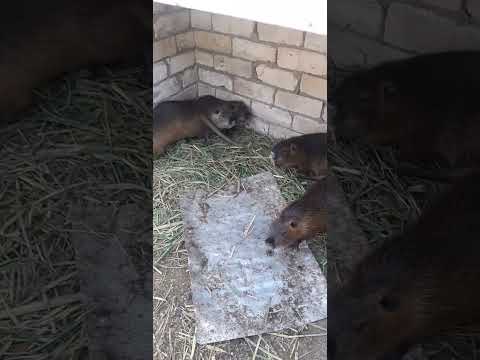 Видео: 24 сентября 2023 г.