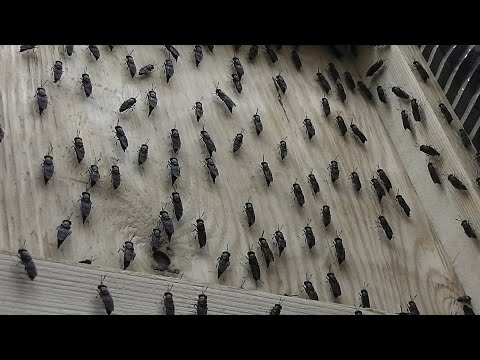 Видео: Черная львинка, получаем личинку, процесс пошёл.