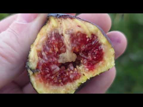 Видео: Инжиры. Ещо  созревают, 15 Окт.