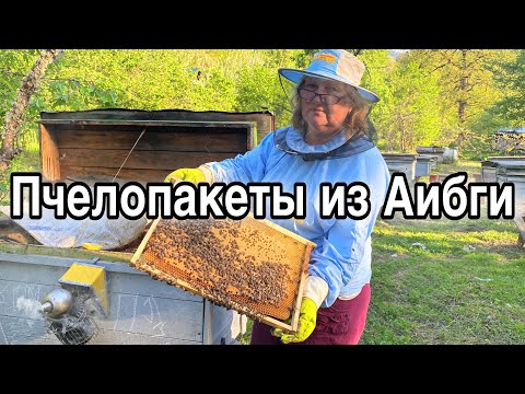 Видео: Пчелопакеты СГК из Аибги
